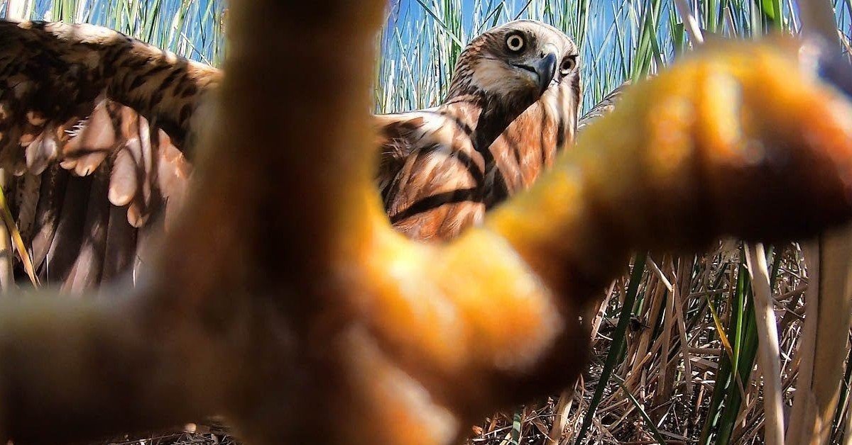 Работники аэропорта не досмотрели: «Согласие» выплатило 10,4 млн р. за попавшую в самолет птицу